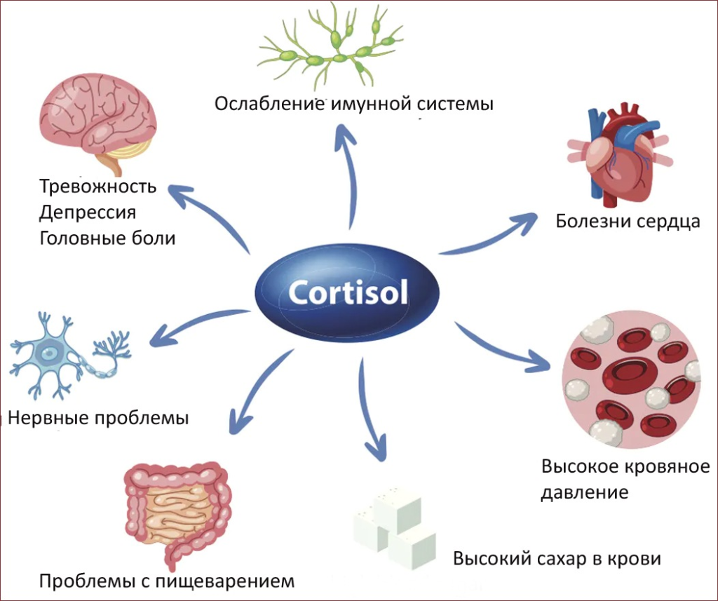 Cortisol