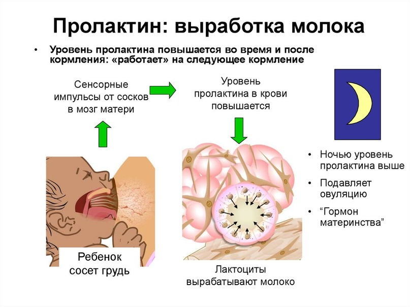 Гормон в ночное время. Пролактин. Выработка пролактина. Пролактин вырабатывается. Механизм выработки грудного молока.