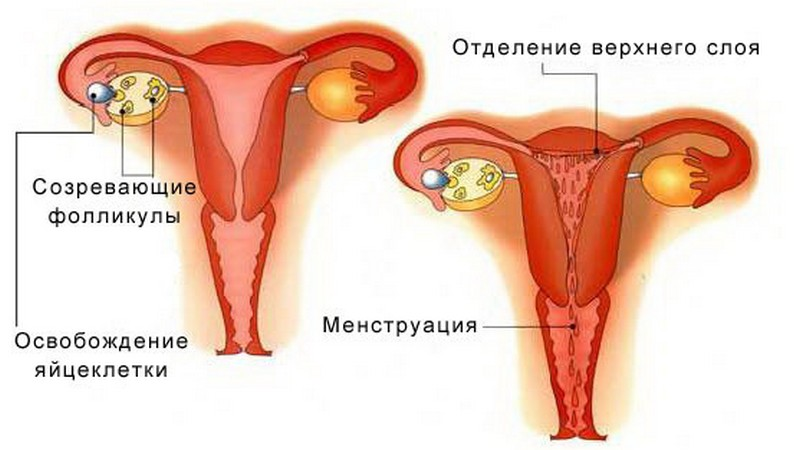 Почему месячных не бывает, а тест показывает отрицательный результат?