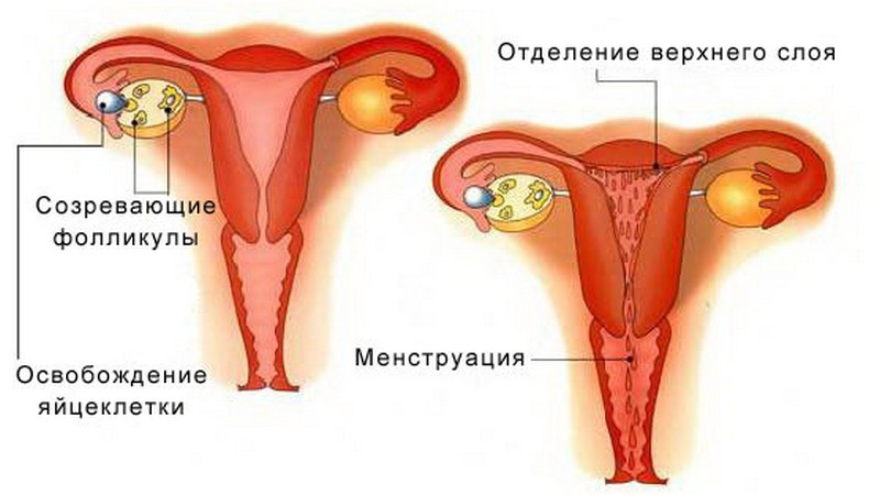 Задержка месячных - причины при отрицательном тесте на беременность | Клиника МедПросвет