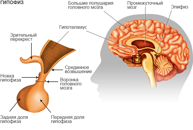 Пролактин у женщин 